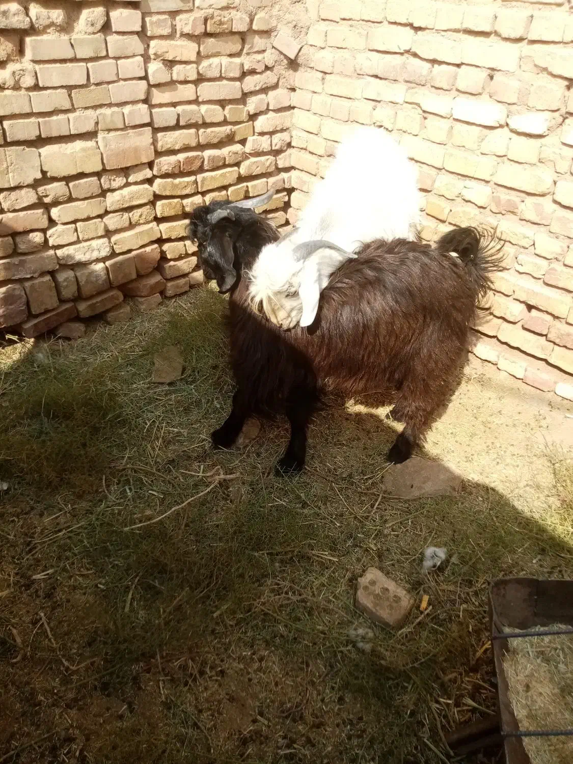 بزغاله نر|حیوانات مزرعه|خوسف, |دیوار