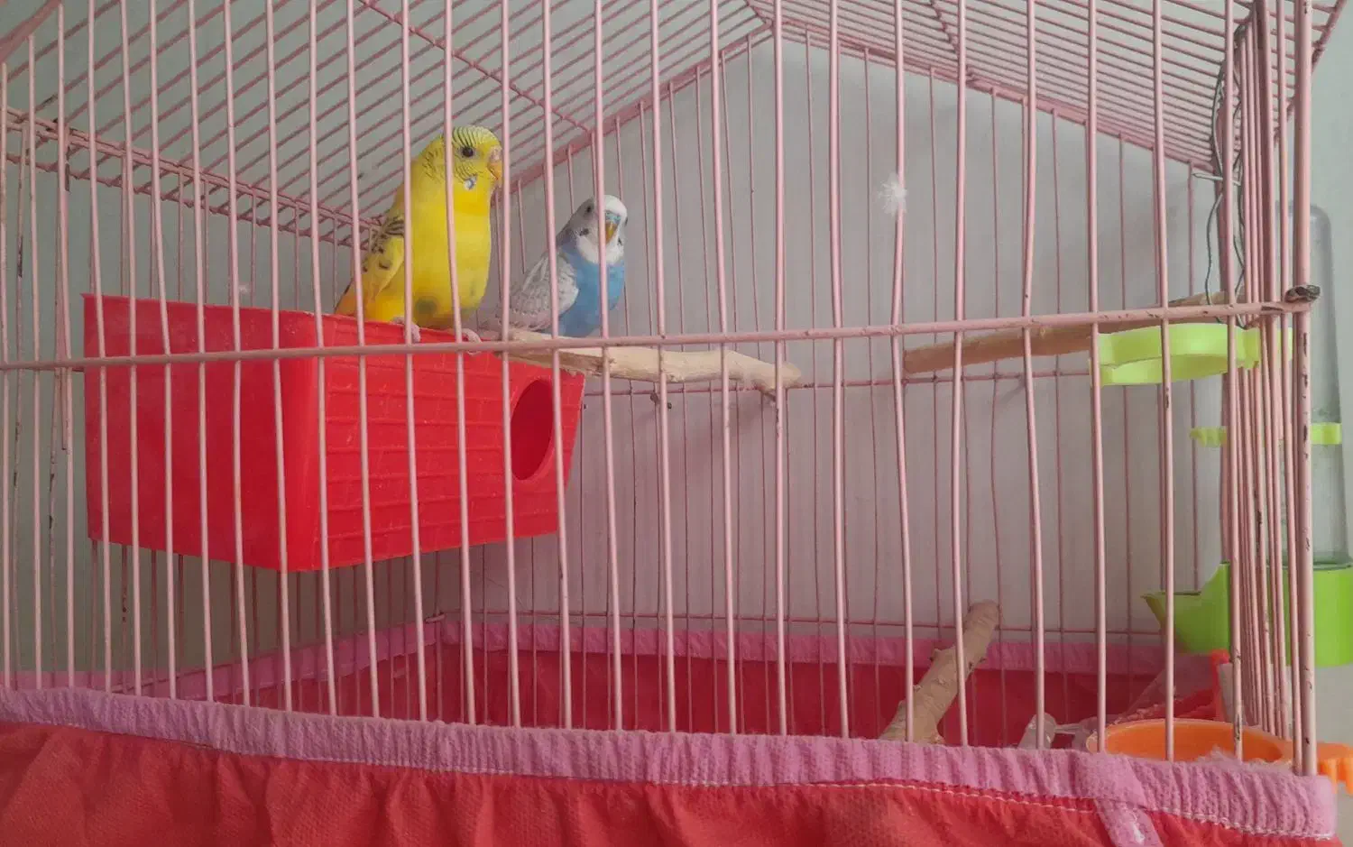 مرغ عشق|پرنده|اسلام‌‌آباد غرب, |دیوار