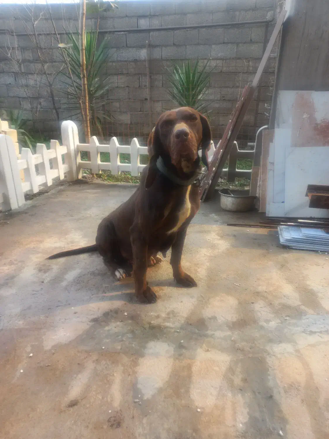 پوینتر ماده|سگ|لاهیجان, لیالستان|دیوار