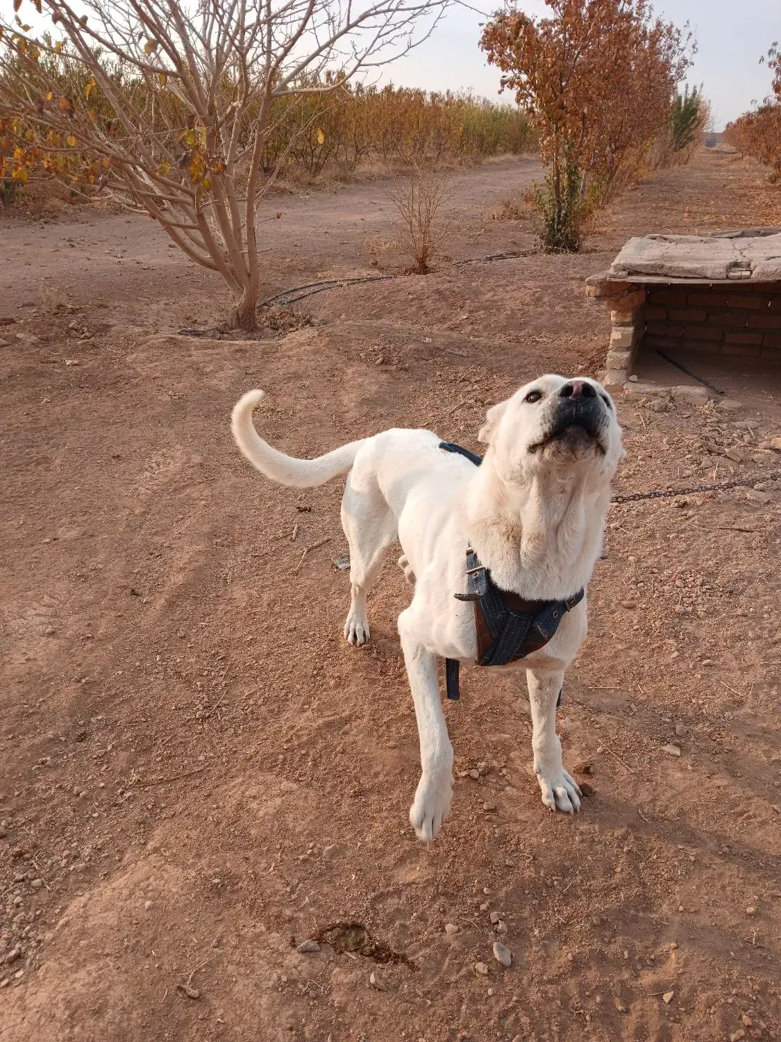 سگ سراب جنس عالی برای گله|سگ|تاکستان, |دیوار