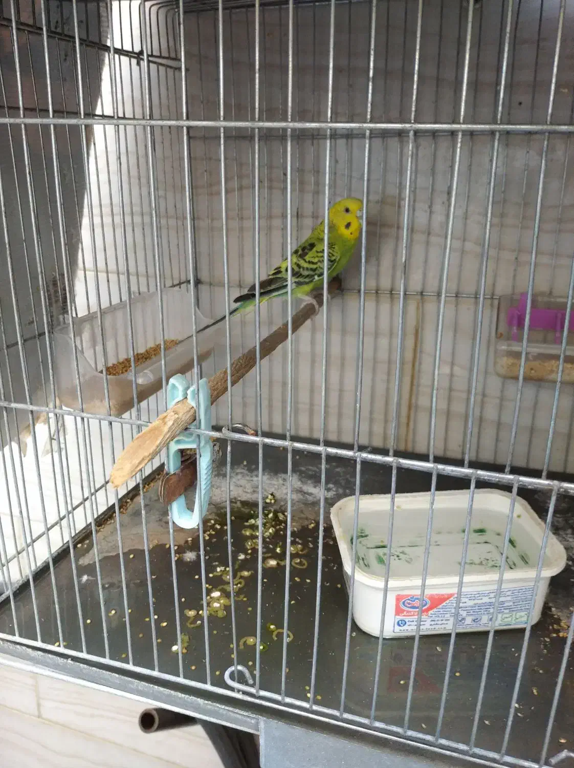 مرغ عشق ماده|پرنده|دره شهر, |دیوار