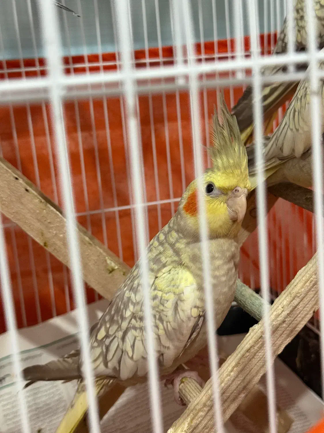 عروس هلندی|پرنده|رشت, باهنر|دیوار