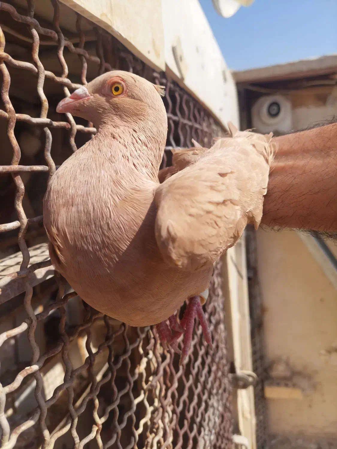 زرد سوری|پرنده|شوشتر, |دیوار