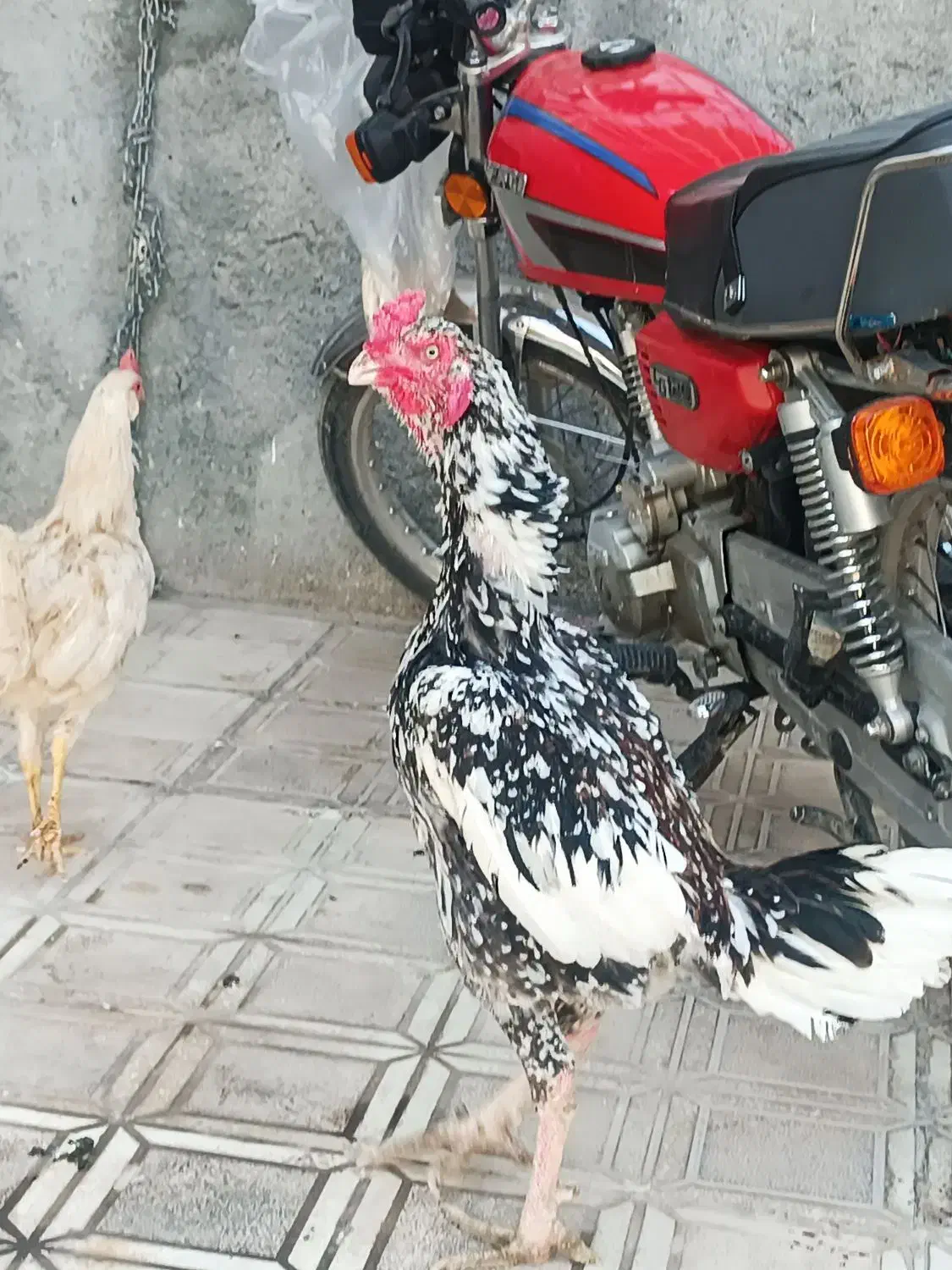 لاری|حیوانات مزرعه|سرپل ذهاب, |دیوار