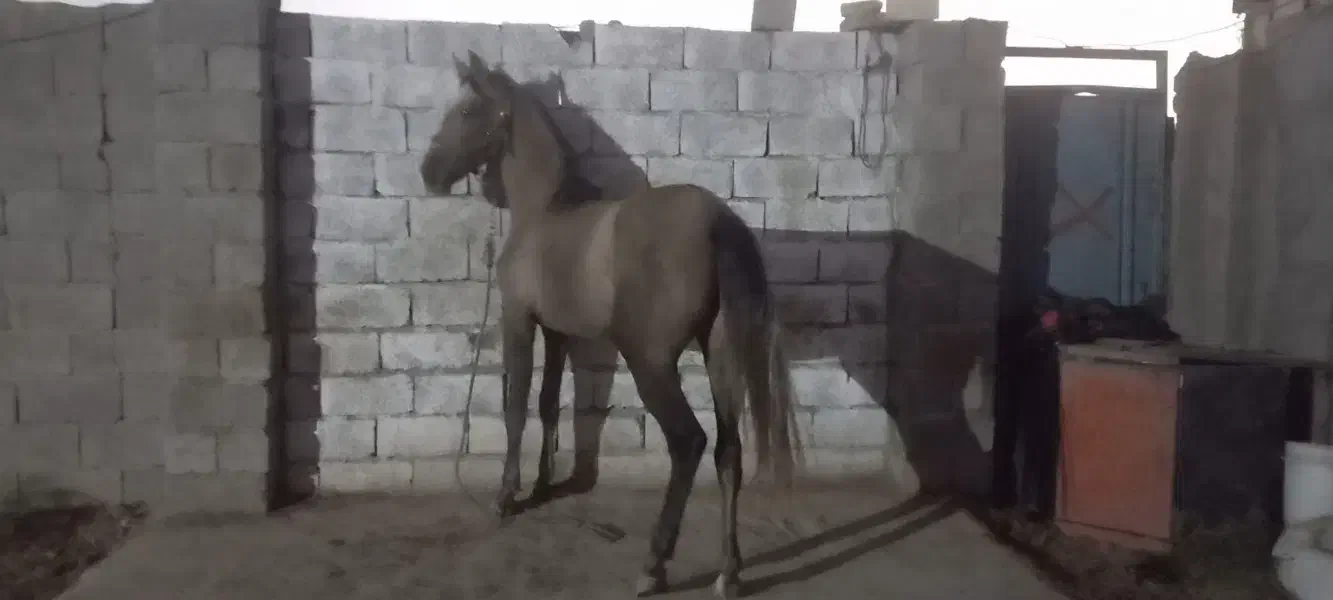 کره مادیان|اسب و تجهیزات اسبسواری|سیرجان, |دیوار