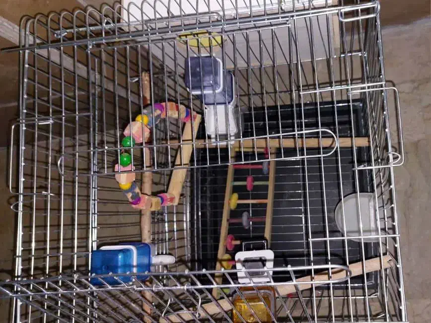 قفس عروس هلندی|لوازم جانبی حیوانات|تهران, گلستان (شهرک راه آهن)|دیوار