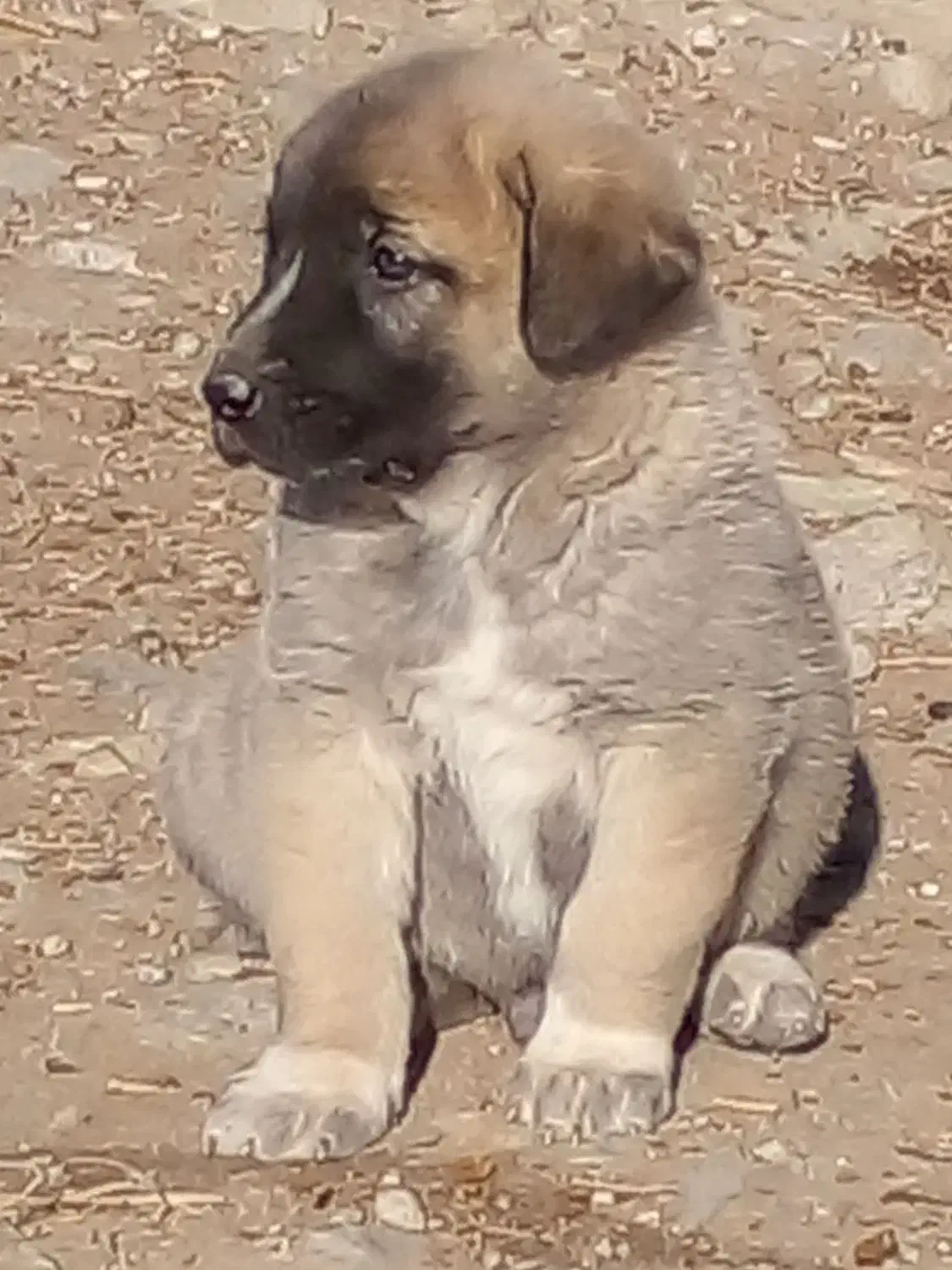 عراقی|سگ|فندقلو, |دیوار