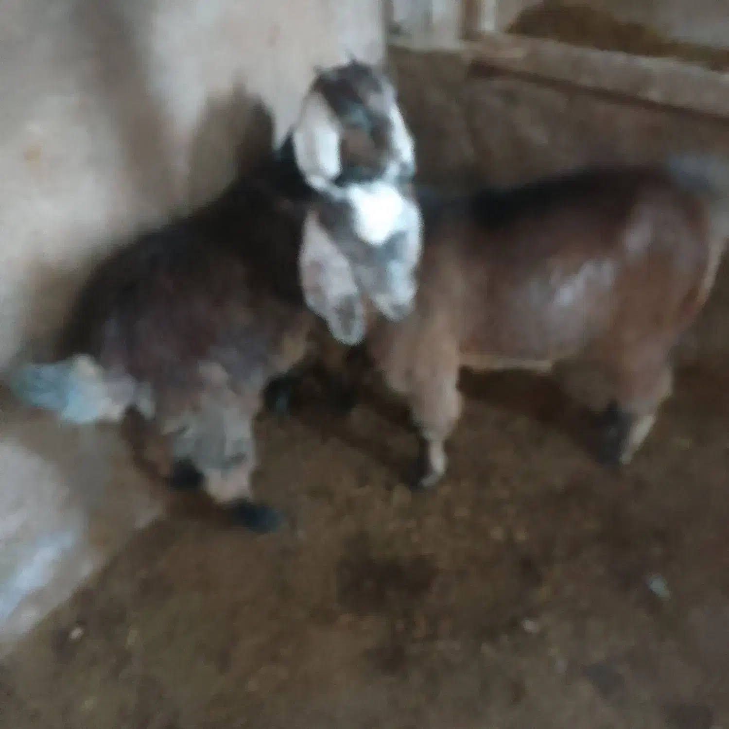 بزغاله چاق|حیوانات مزرعه|ثمرین, |دیوار