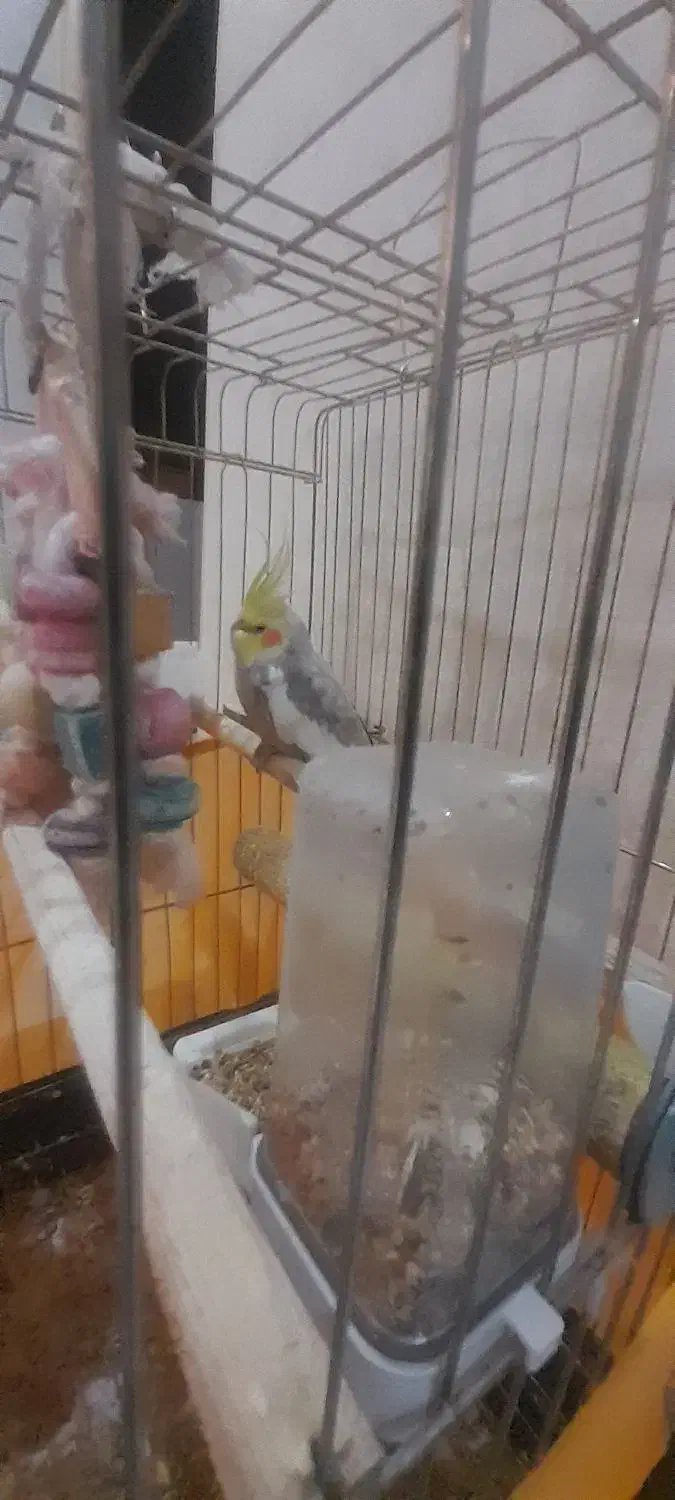 عروس هلندی نر|پرنده|محمدشهر, سیدآباد|دیوار