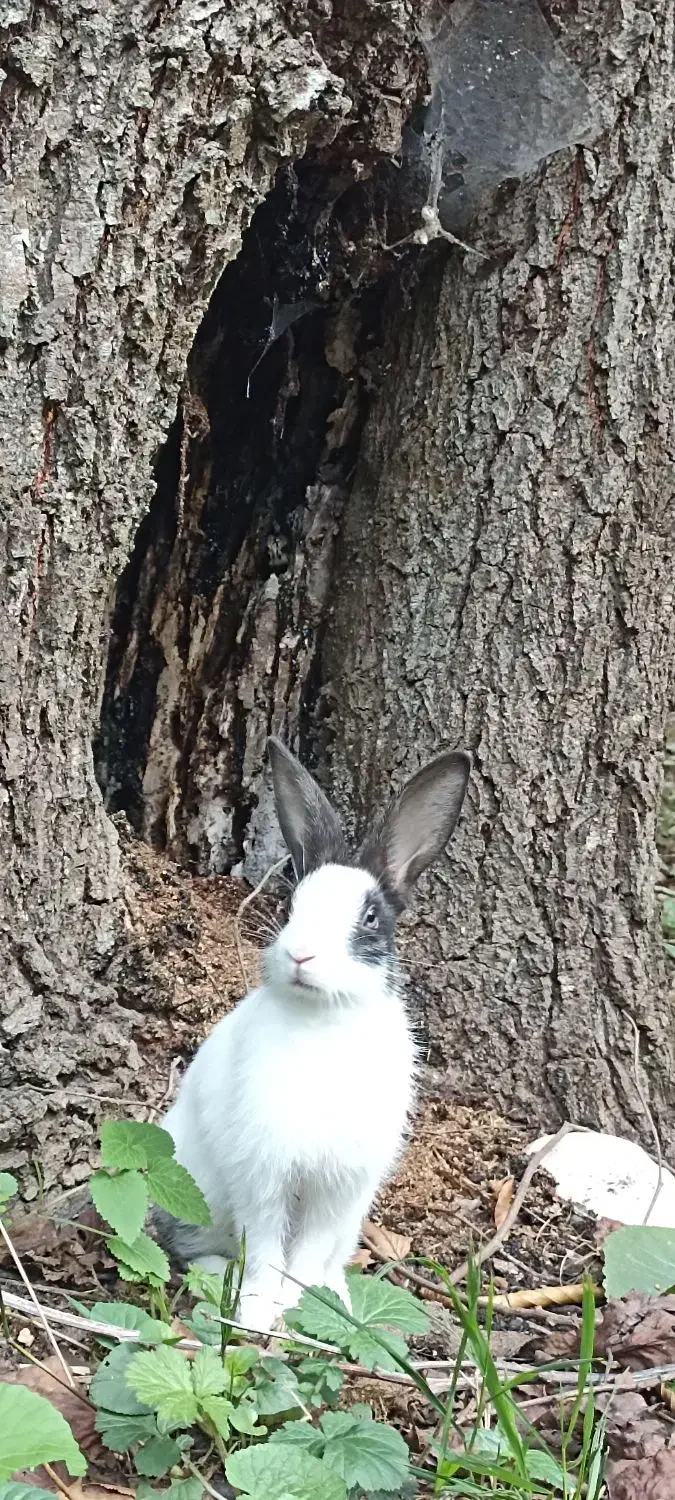 واگذاری خرگوش|موش و خرگوش|بروجرد, |دیوار