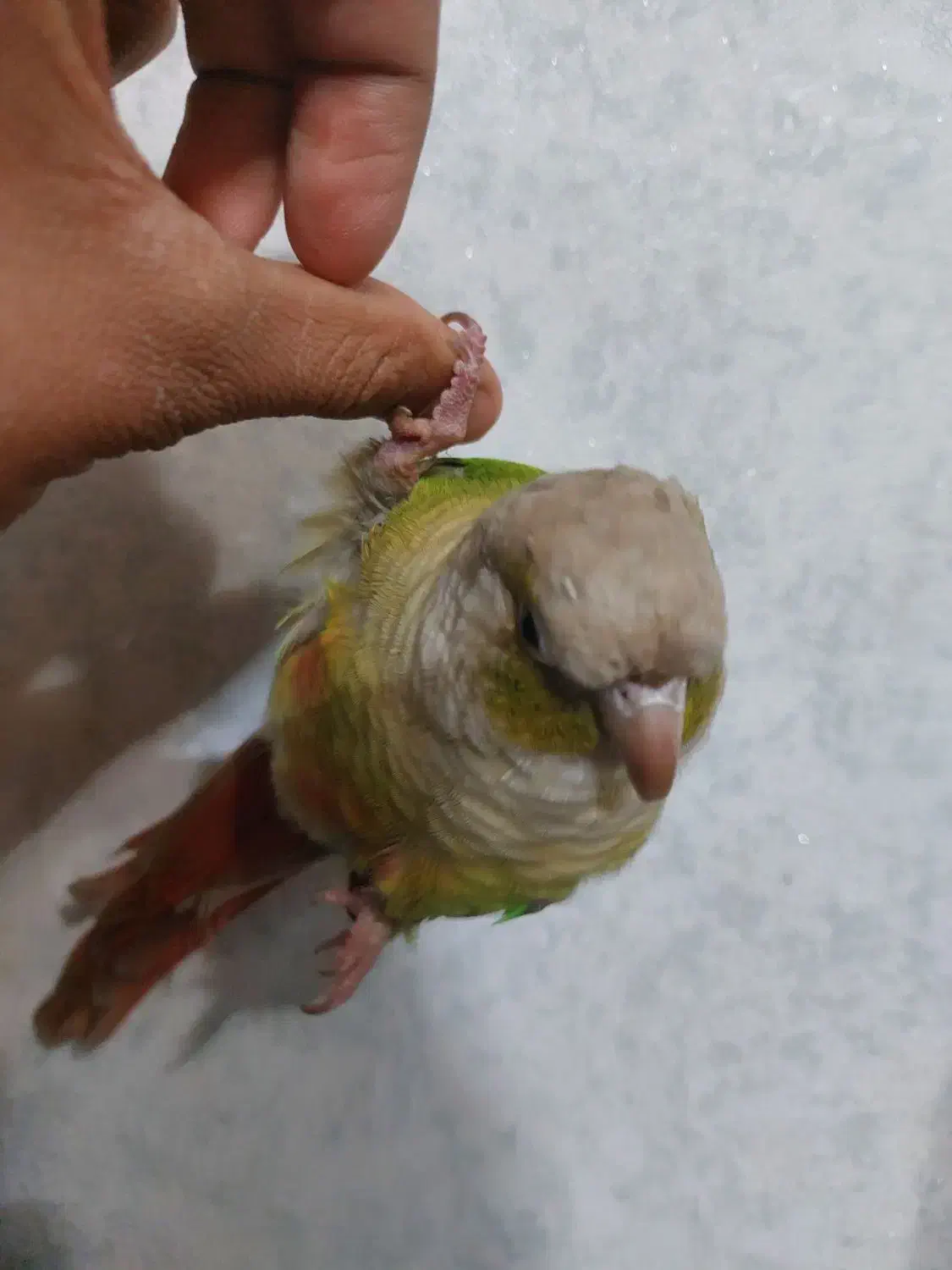 گیرینچیک|پرنده|جهرم, |دیوار