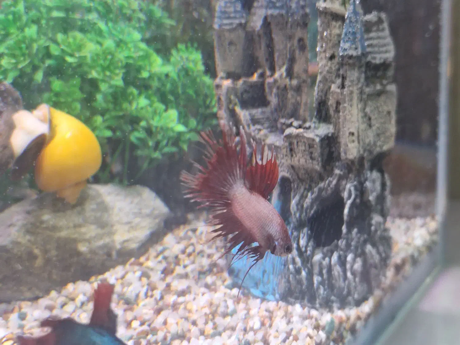 ماهی فایتر زیبا|ماهی|اصفهان, خانه اصفهان|دیوار