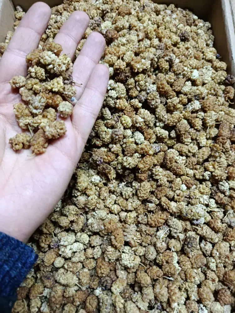 خشکبار درجه یک واعلا غرب کشور|خوردنی و آشامیدنی|عسلویه, |دیوار