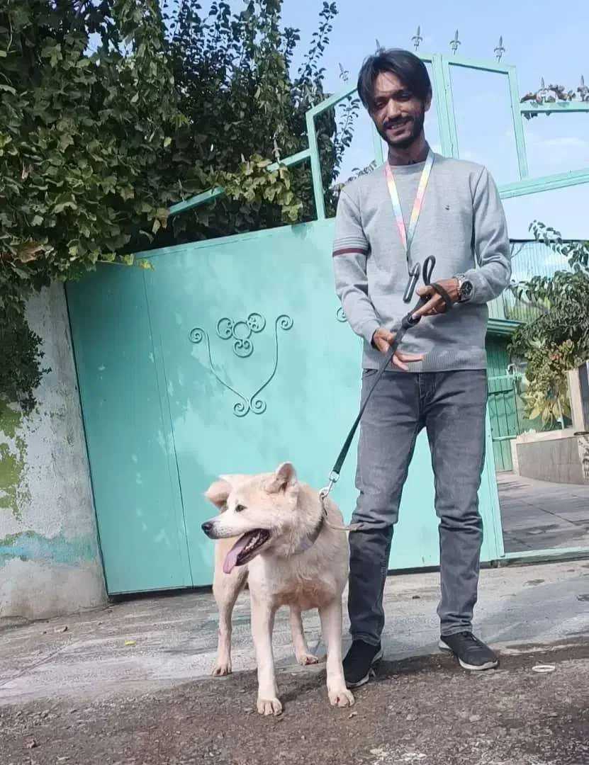 اکیتا ژاپنی نر و ماده اماده|سگ|تهران, ایوانک|دیوار