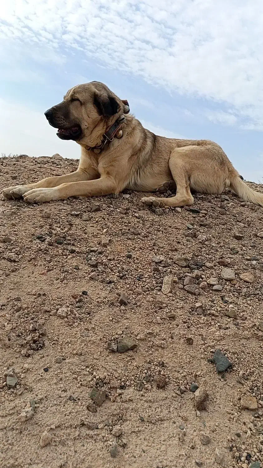 سگ گله|حیوانات مزرعه|تربت جام, جامرود|دیوار