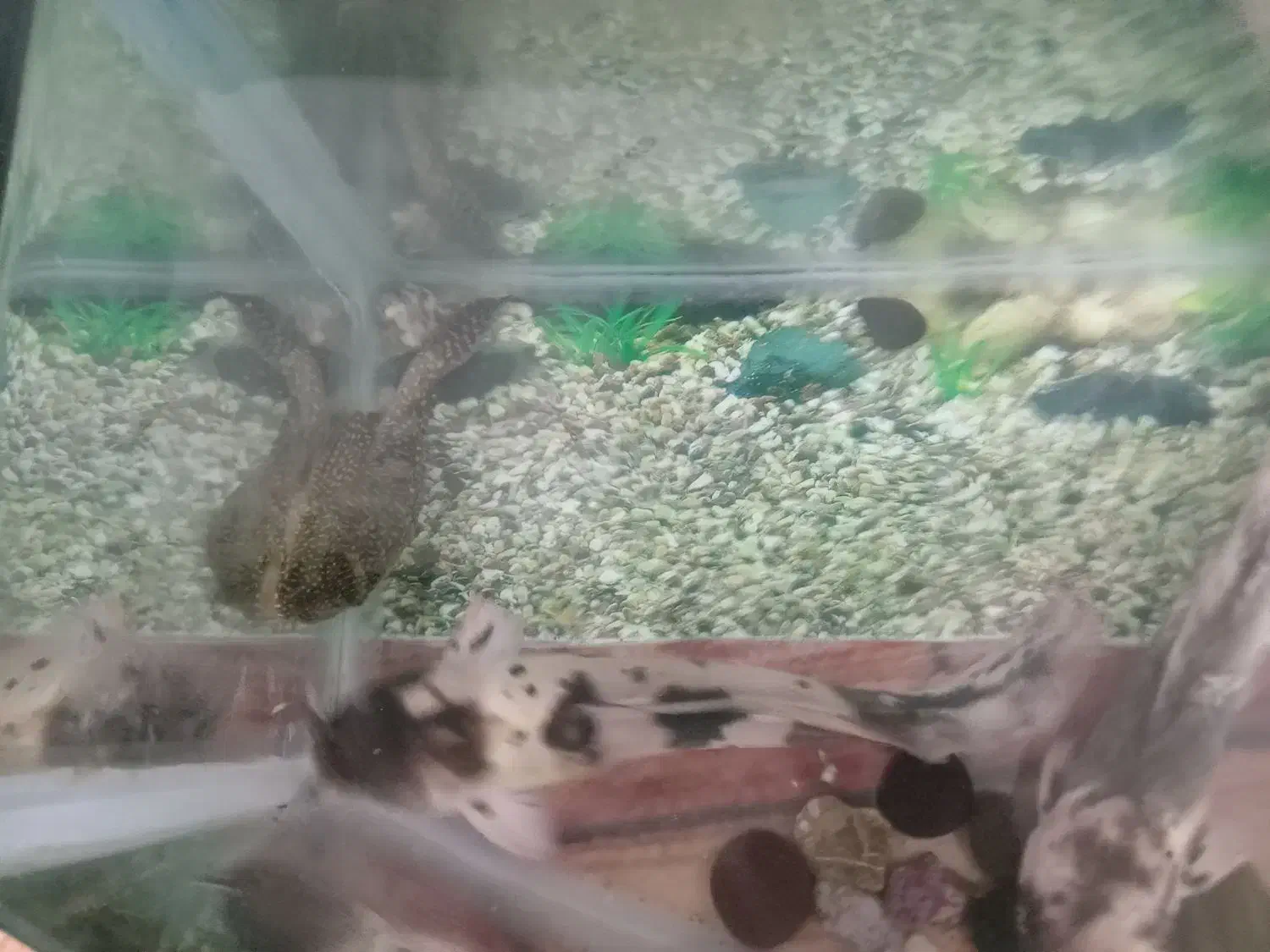 ماهی گوشتخوار ولجنخوار وتمام وسایل|ماهی|زنجان, |دیوار