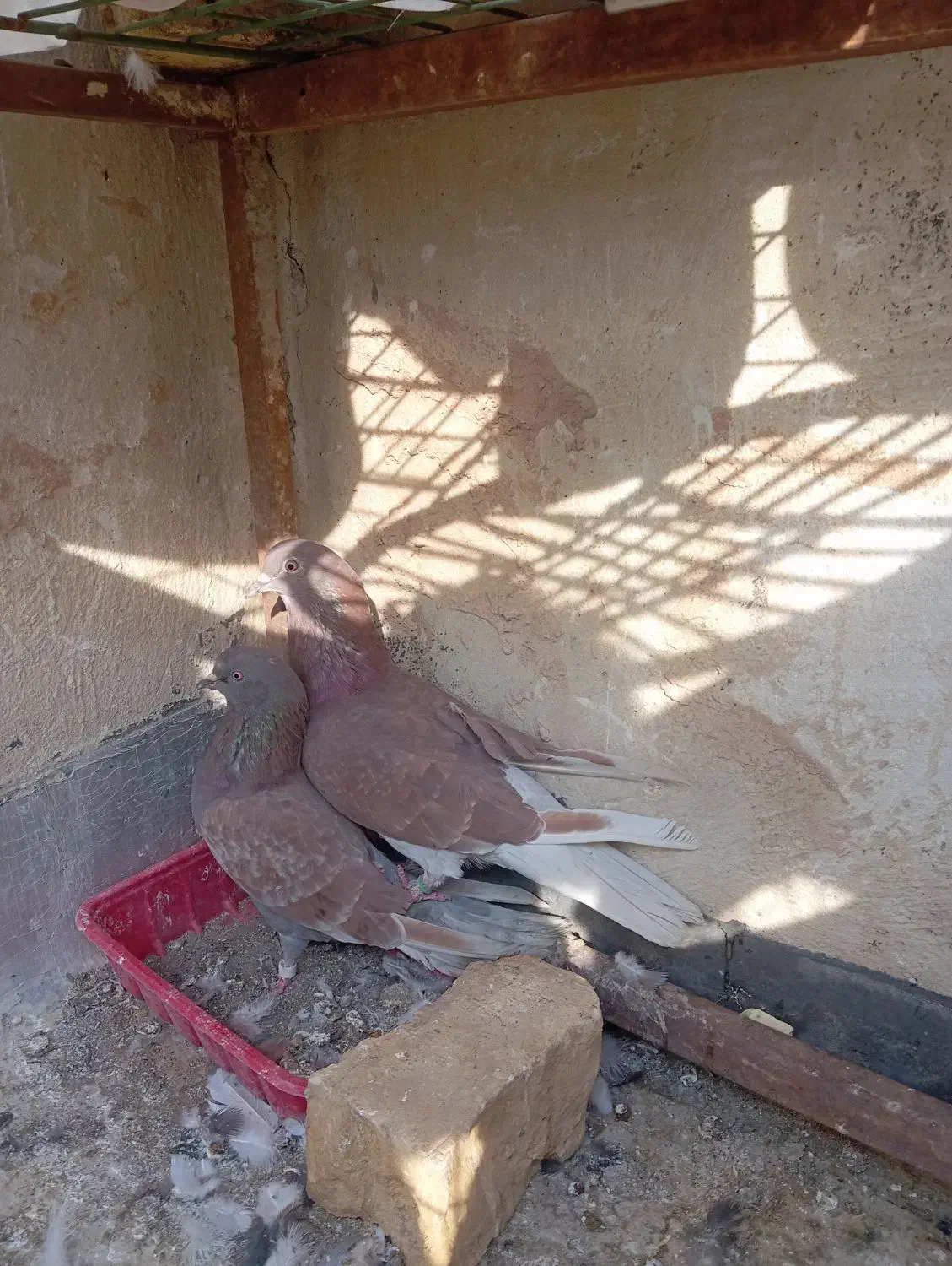 کبوتر سرخ شکار|پرنده|برخوار, |دیوار