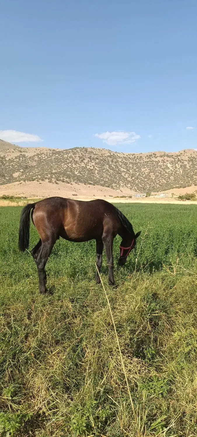چوپان|استخدام سرایداری و نظافت|خرم‌آباد, |دیوار