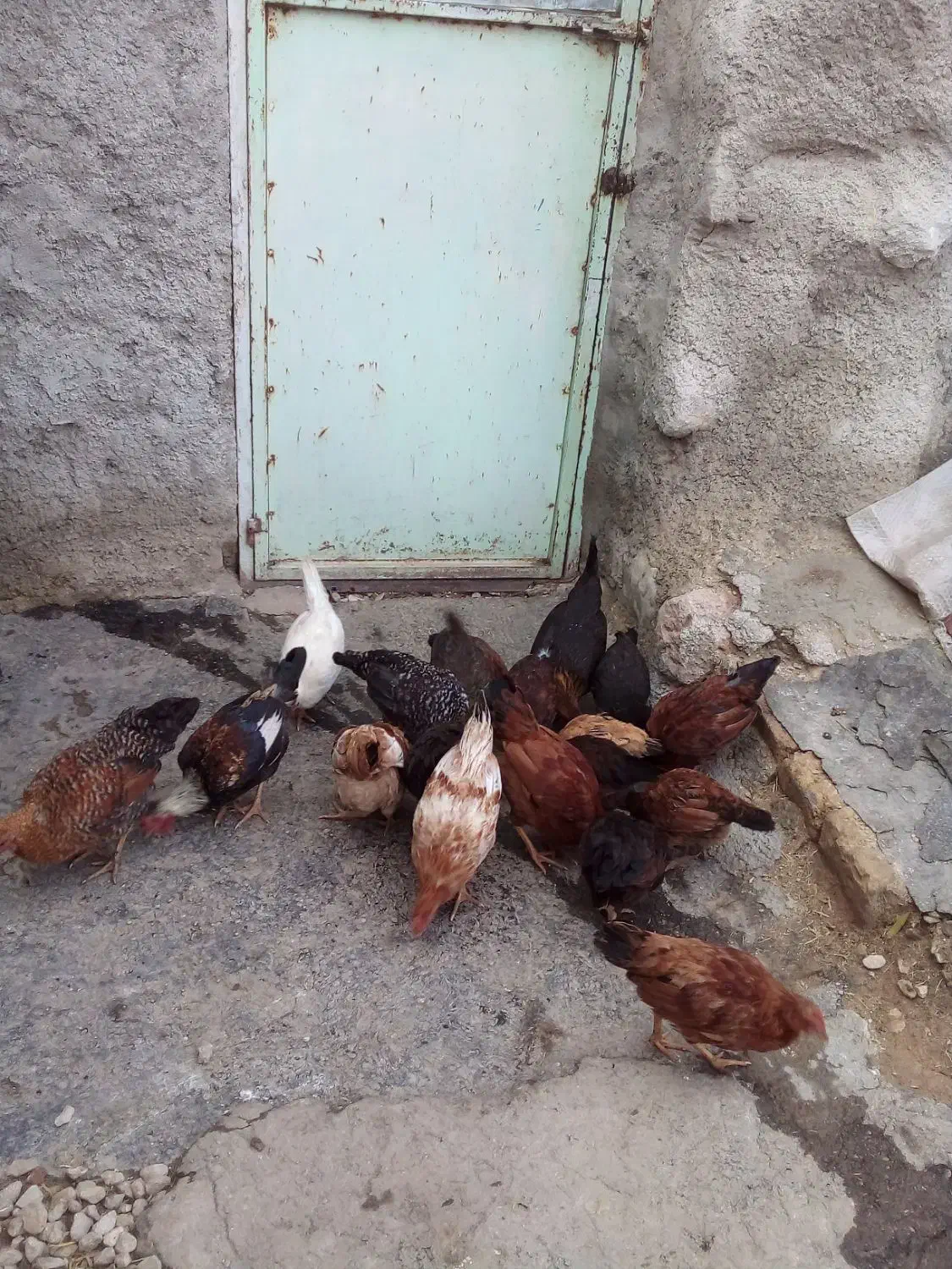 خروس|حیوانات مزرعه|اسلامآباد غرب, |دیوار