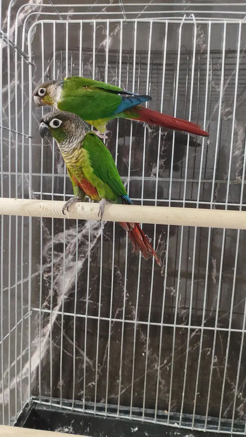 گرینچینگ|پرنده|کرمانشاه, |دیوار