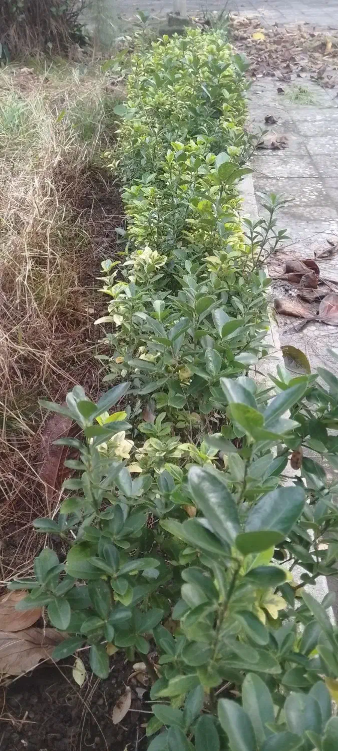 گل وگیاه|گل و گیاه طبیعی|رشت, حومه رشت|دیوار