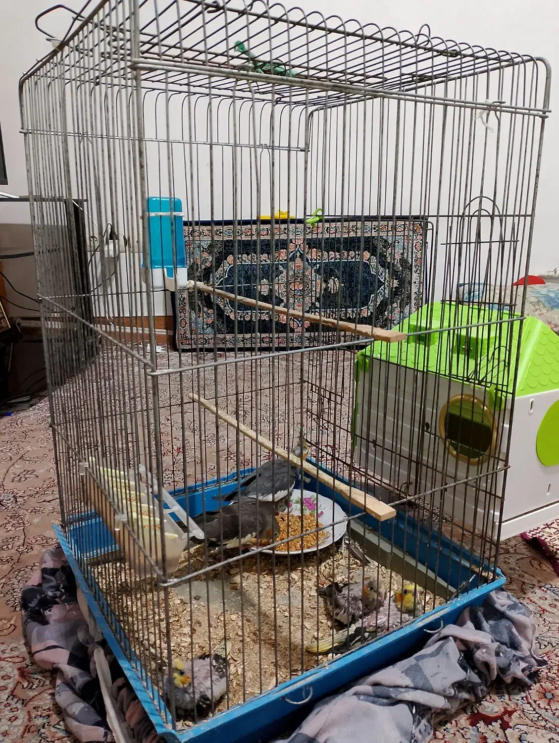 عروس هلندی واکسن خورده|پرنده|پاکدشت, پاکدشت (مامازند)|دیوار