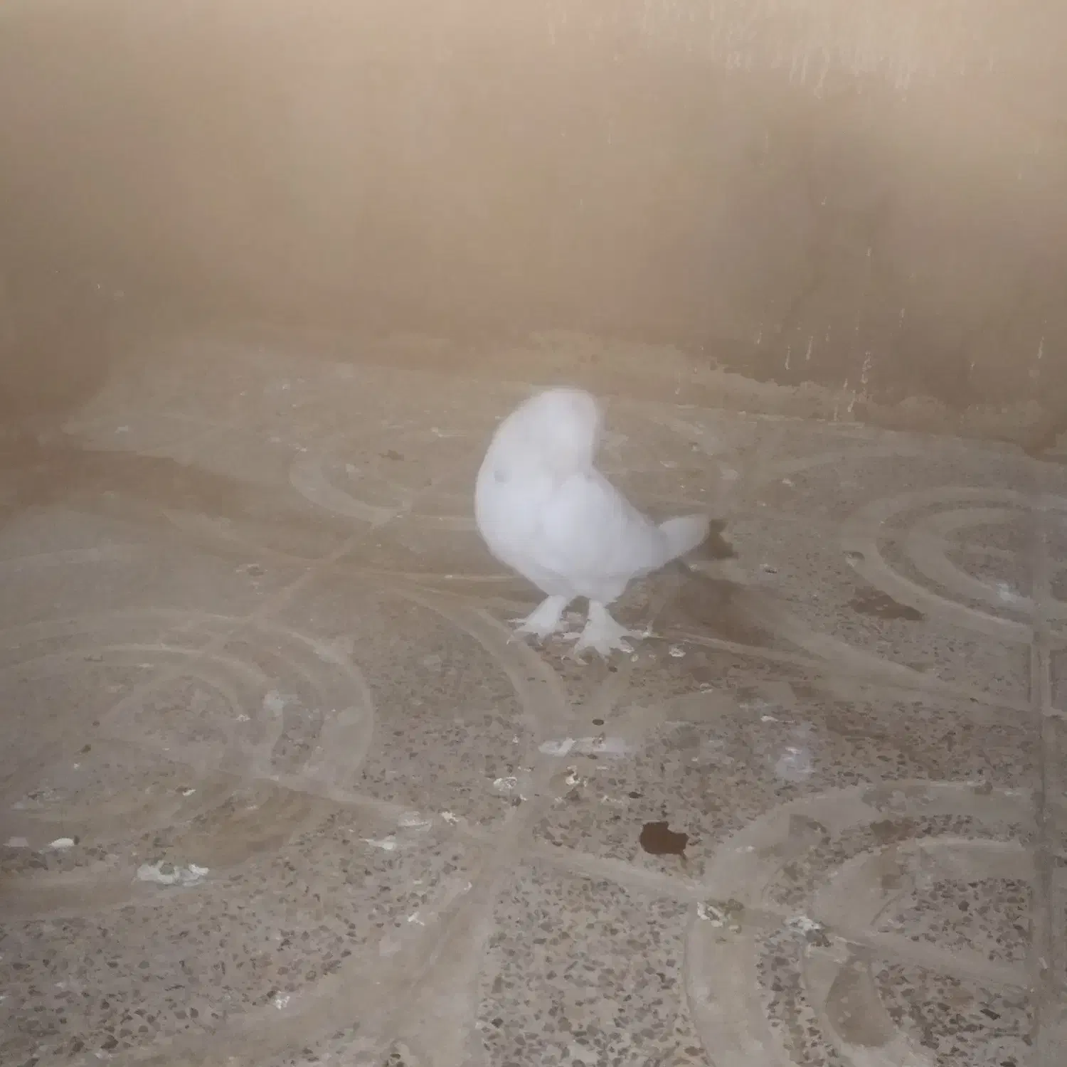 کبوتر دم چتری|پرنده|سیلاخور, |دیوار