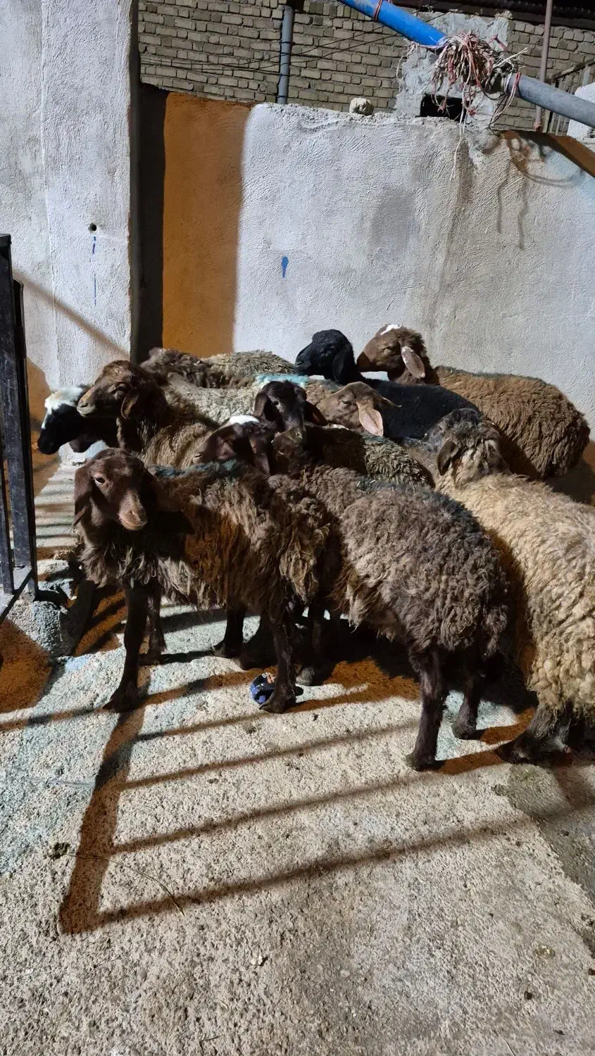 11عدد بره افشار|حیوانات مزرعه|بیرانوند, |دیوار