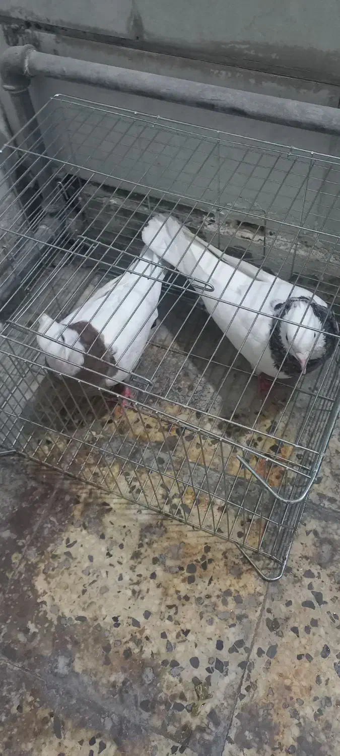 کبوتر|پرنده|بهبهان, |دیوار