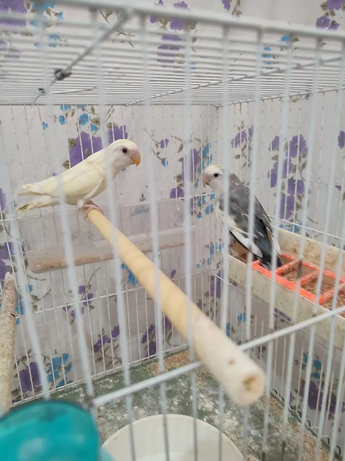 دوجفت پرنده|پرنده|شیروان (خراسان), |دیوار