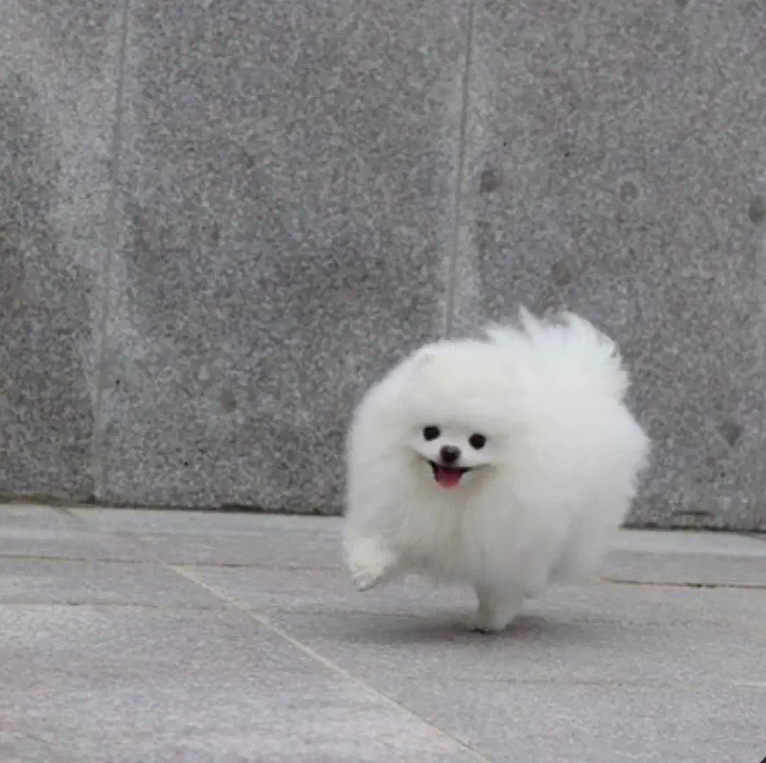 سگ پامرانین خرسی بوفیس (جفتگیری)|سگ|شیراز, گلکوب|دیوار