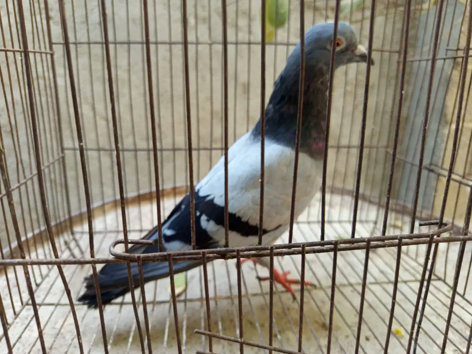 چغادک|پرنده|چغادک, |دیوار