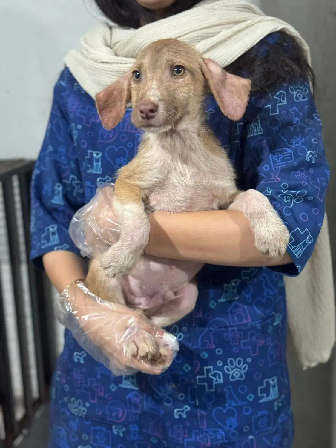 سگ میکس بومی|سگ|رشت, فرزانه|دیوار