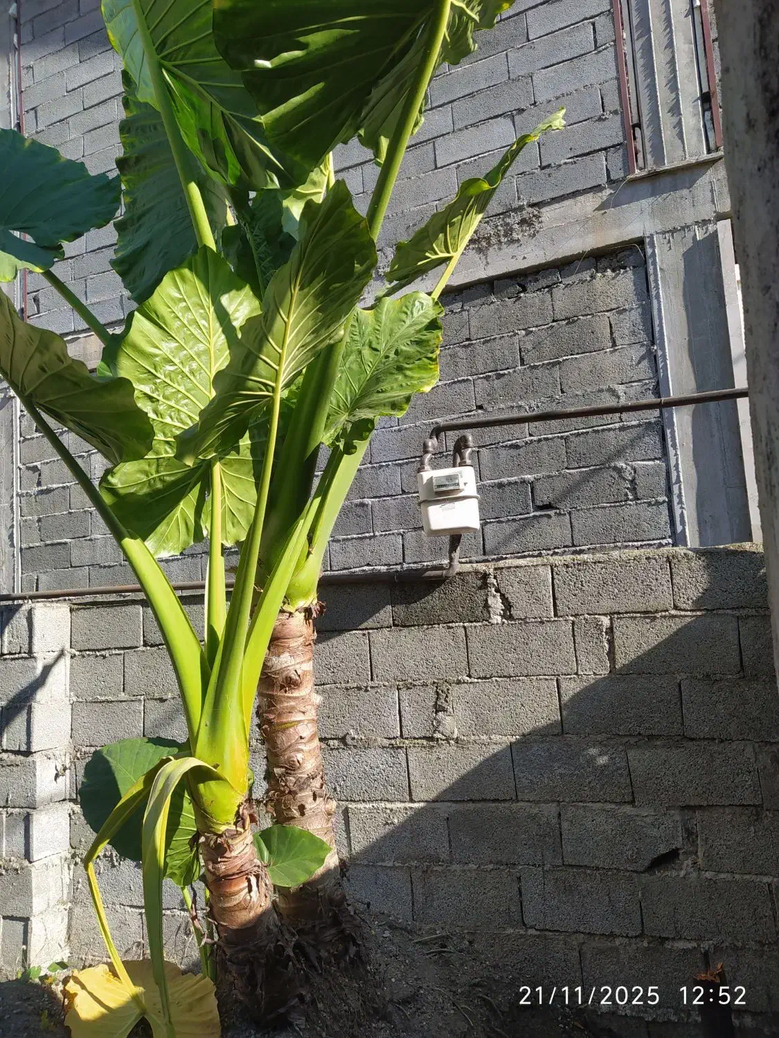 گل بابا آدم بزرگ بیش از 3متر|گل و گیاه طبیعی|رحیم‌آباد, |دیوار