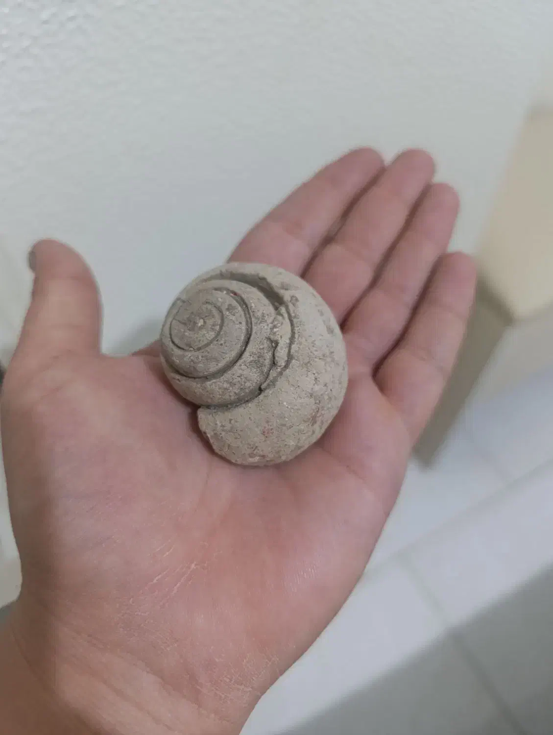 فسیل|کلکسیون اشیاء عتیقه|شاهین‌شهر, شهرک پردیس|دیوار