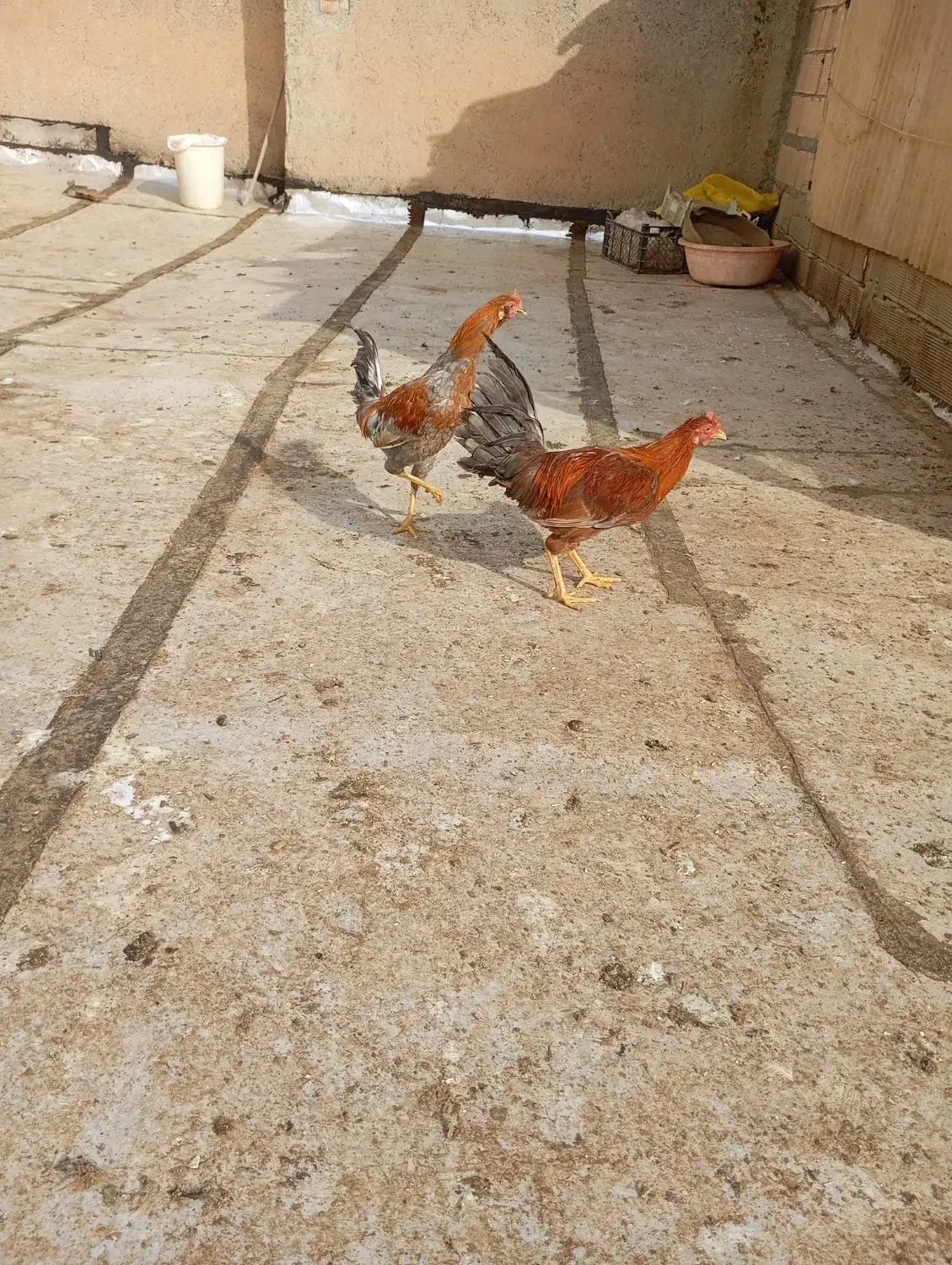 مرغ وخروس محلی وگلین|حیوانات مزرعه|سنندج, |دیوار