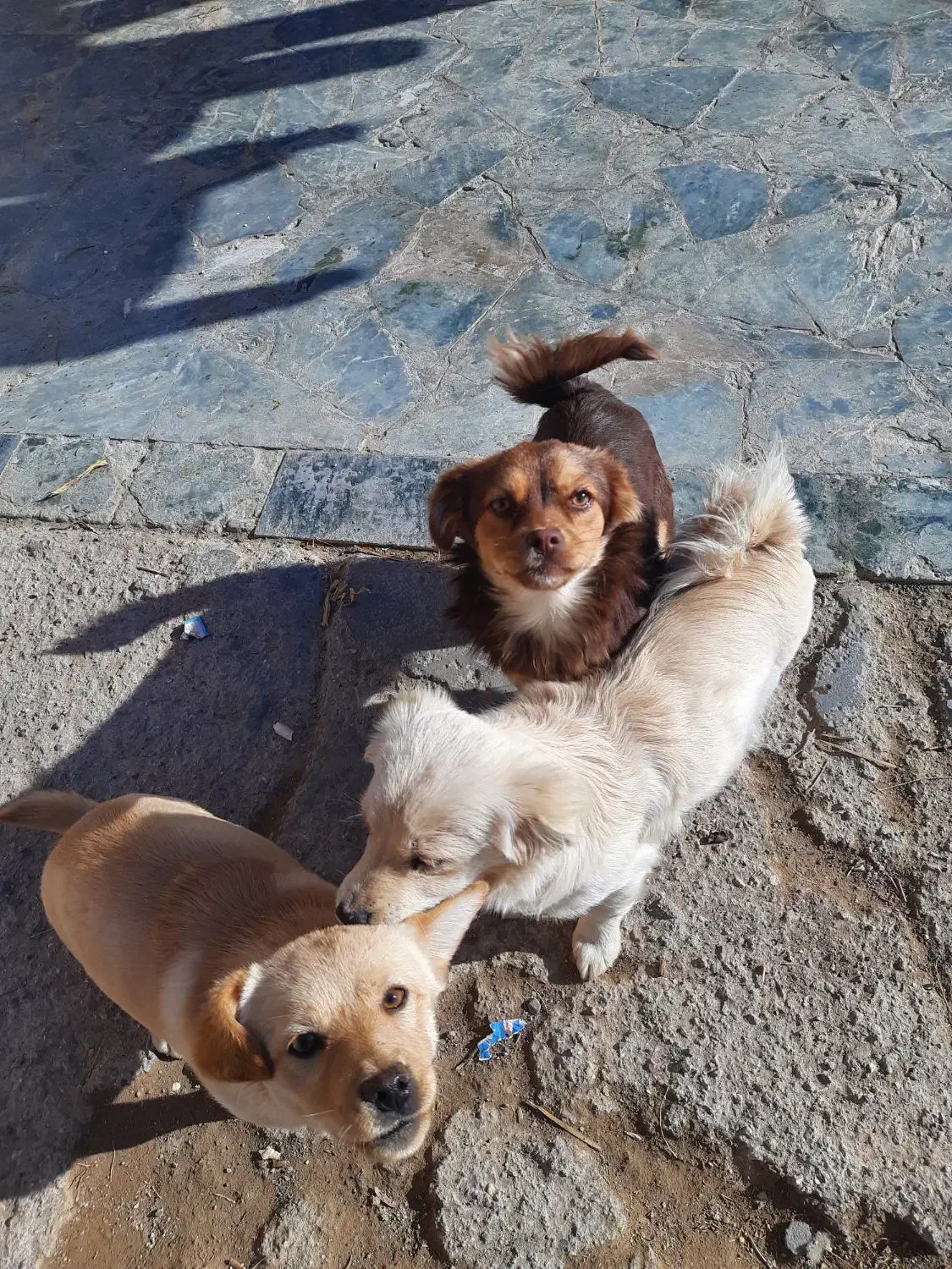 سگ پا کوتاه|سگ|خوسف, |دیوار