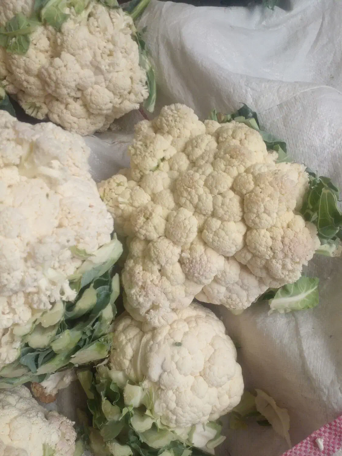 گل کلمی زیر قیمت بازار فقط ۲۵ تومن|گل و گیاه طبیعی|مشگین شهر, |دیوار