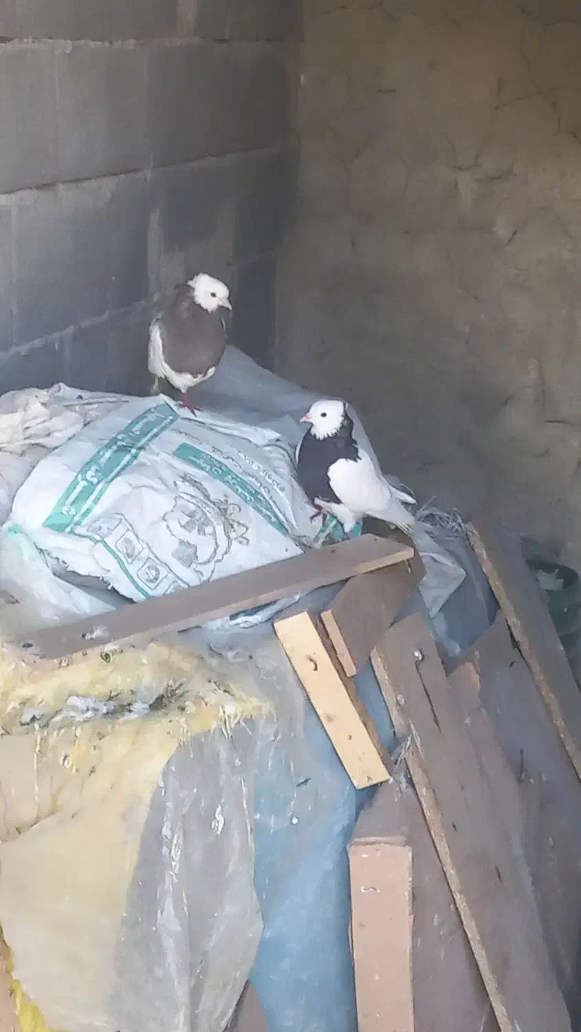 کبوتر طوقی|پرنده|فلارد, |دیوار