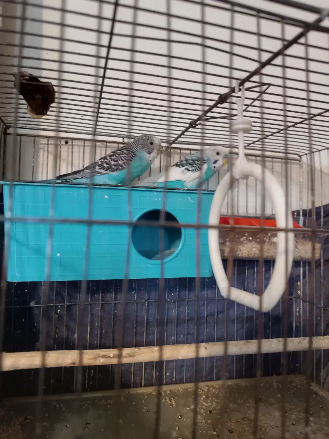 جفت مرغ عشق مولد تخم گزار|پرنده|تهران, نعمتآباد|دیوار