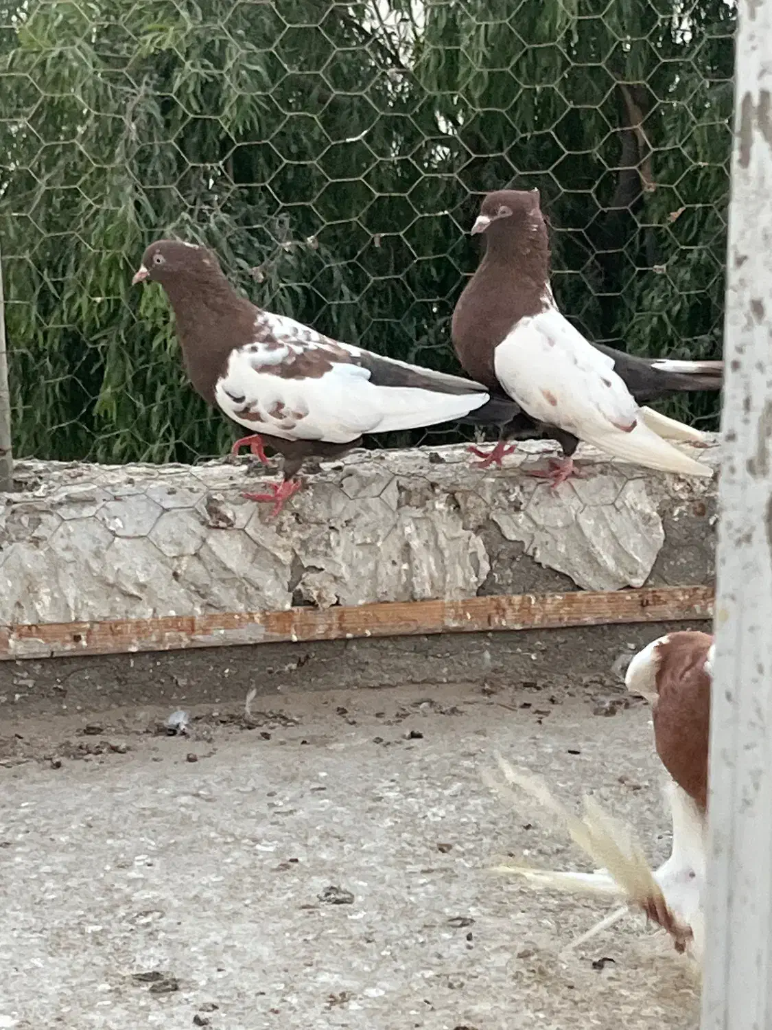 فروش جفت سینه سرخ|پرنده|بردخون, |دیوار