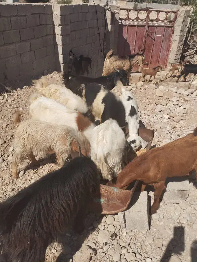 کهره نَر|حیوانات مزرعه|شبانکاره, |دیوار