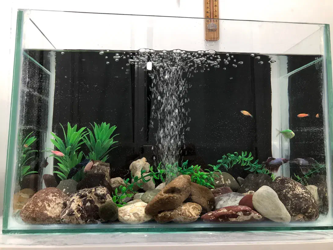 اکواریوم|ماهی|سنندج, |دیوار