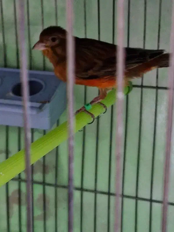 قناری سرخ نر مست|پرنده|کرمان, |دیوار