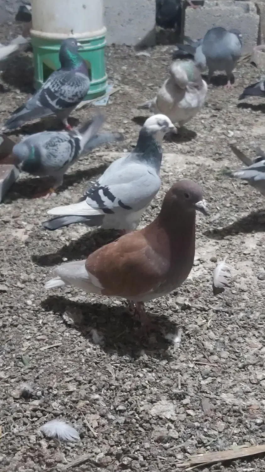 کود کبوتر|لوازم جانبی حیوانات|برازجان, |دیوار