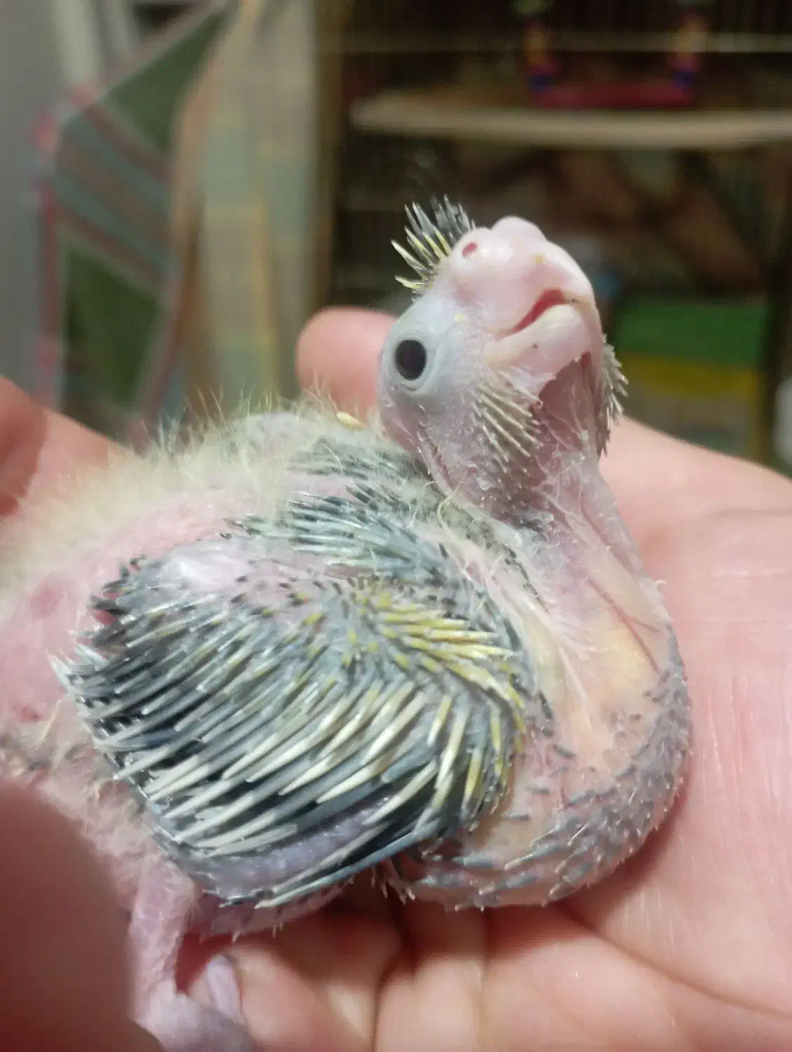 جوجه عروس هلندی|پرنده|تهران, حشمتیه|دیوار