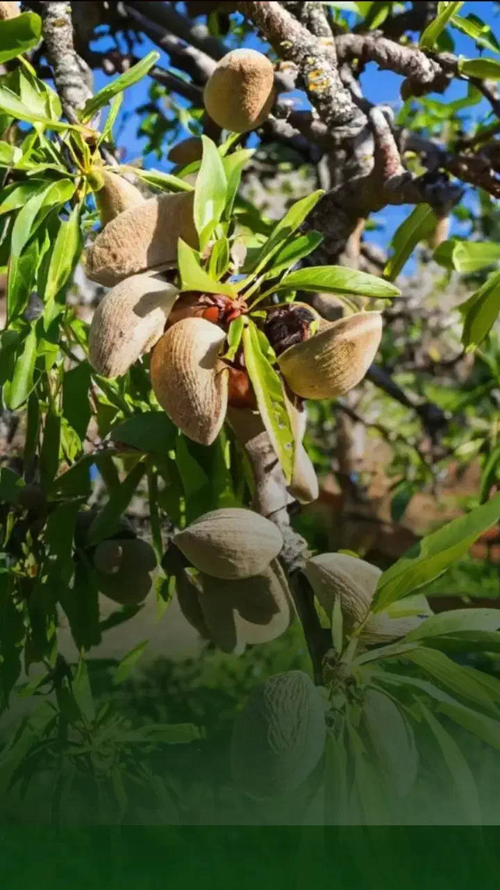 ـ نهـال بادام اصیل|خدمات باغبانی و درختکاری|لردگان, |دیوار