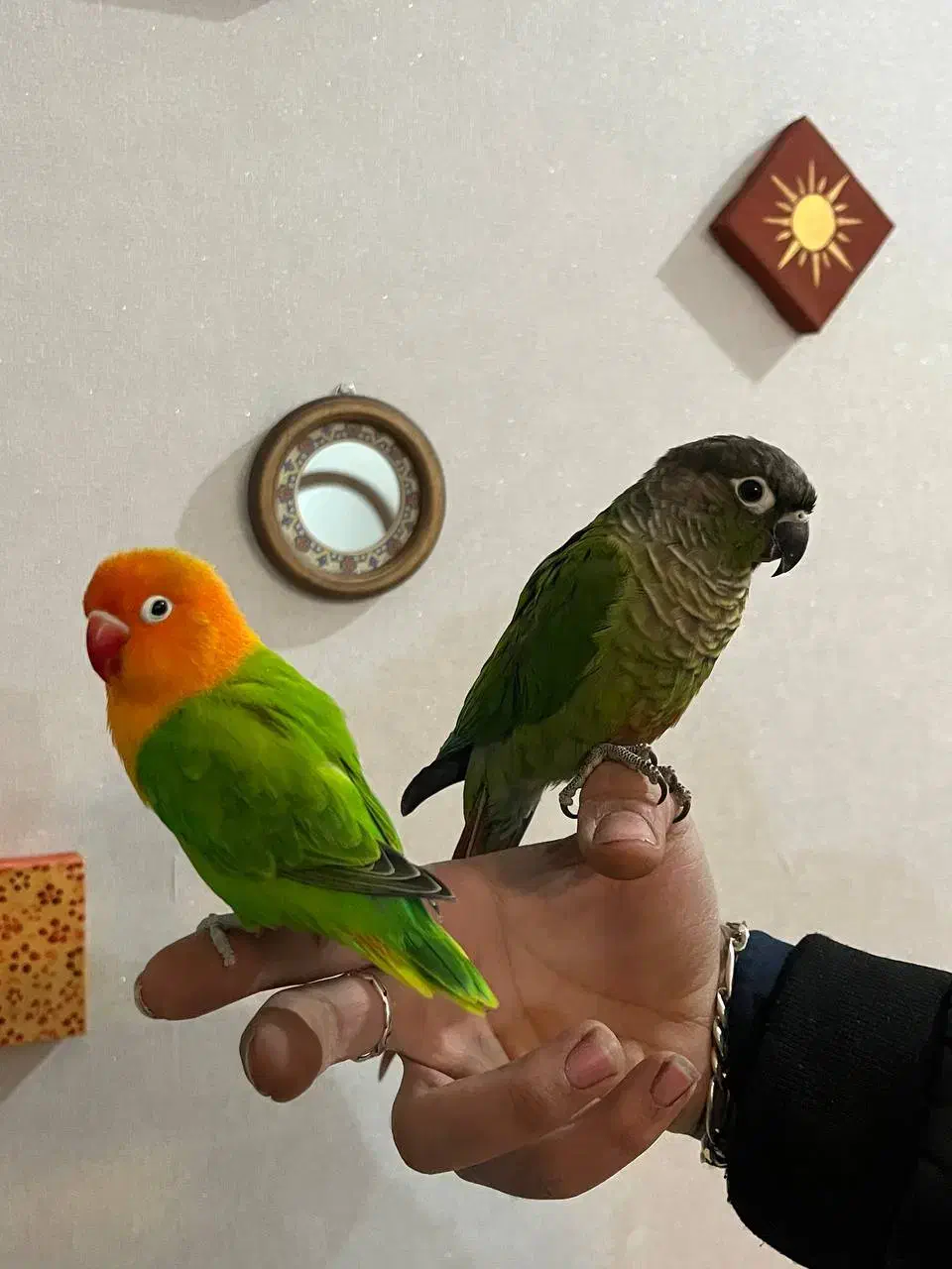 گرینچیک و کوتوله دستی|پرنده|اردکان, |دیوار