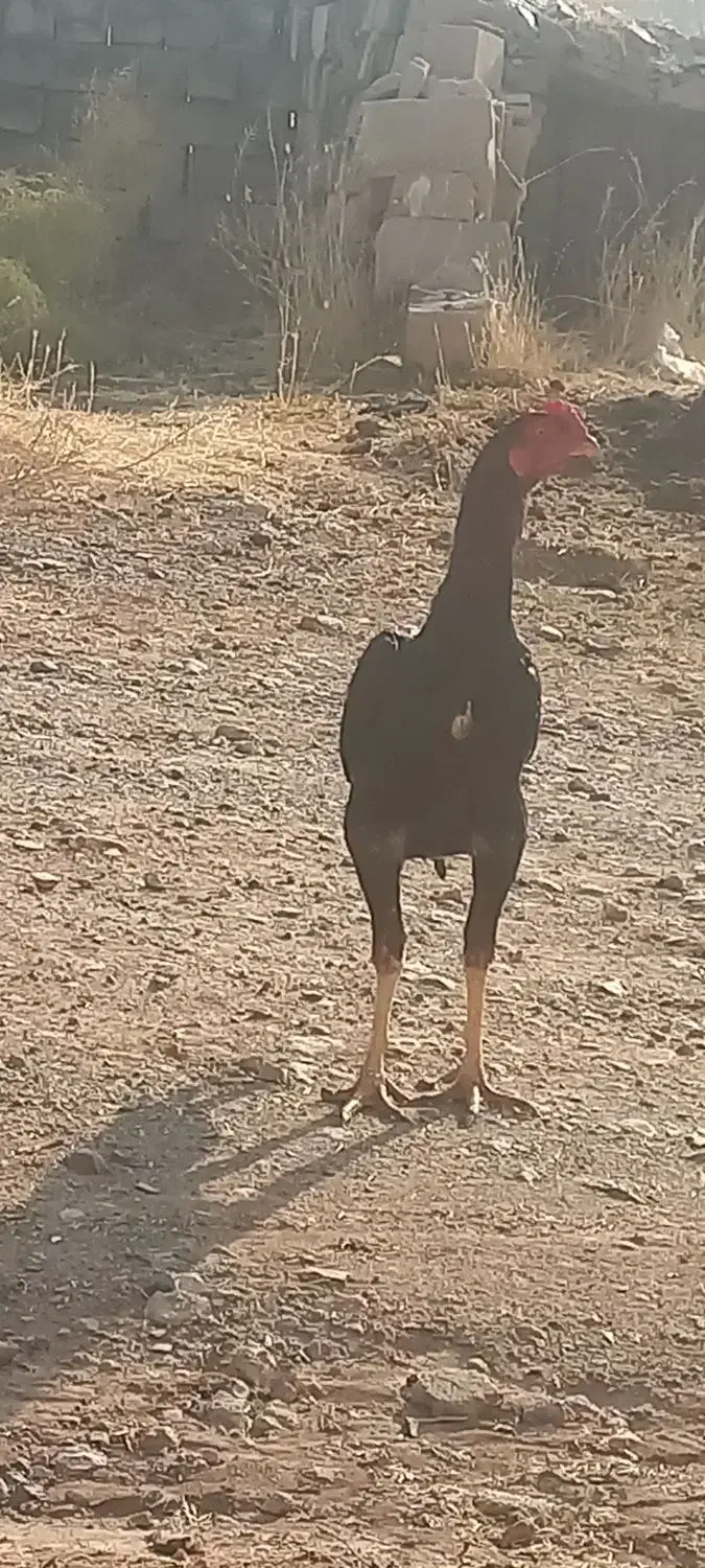 خروسی لاری اصل پنج ماه|حیوانات مزرعه|مهاباد (آذربایجان غربی), |دیوار