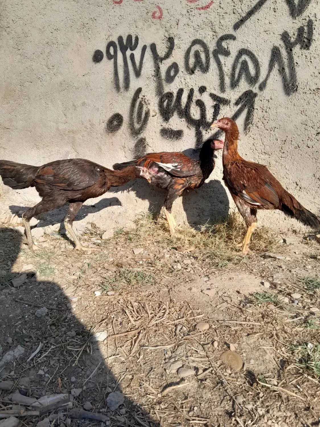 جوجه لاری|حیوانات مزرعه|نگین شهر, |دیوار